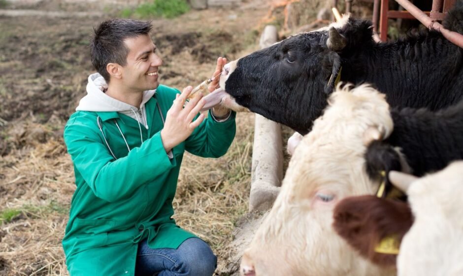 Dairy Farm Worker Jobs in Canada